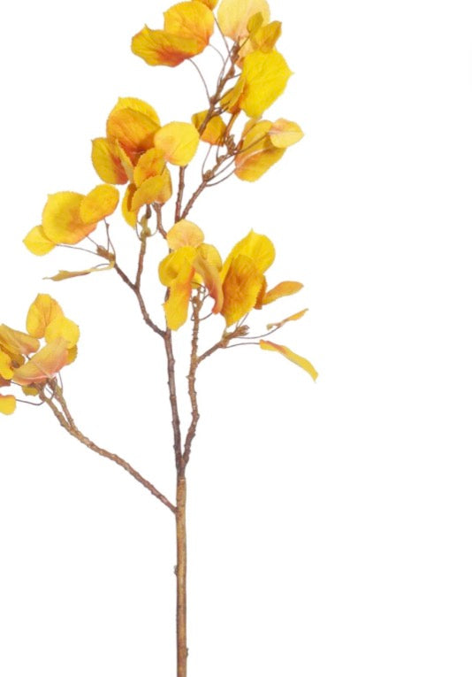 ASPEN STEM 29''