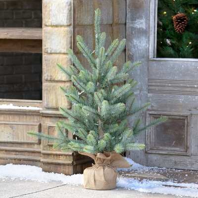 36" Burlap Wrapped Blue Spruce Seedling with LED Battery Lights - Bria Blair Creative