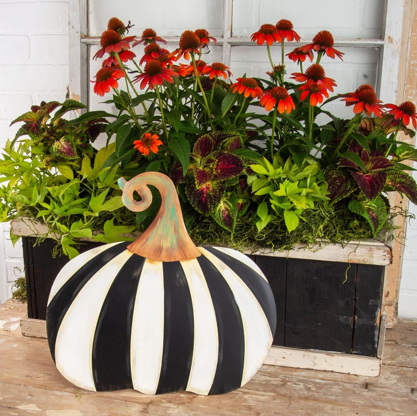 Black and White Striped Pumpkin - Short