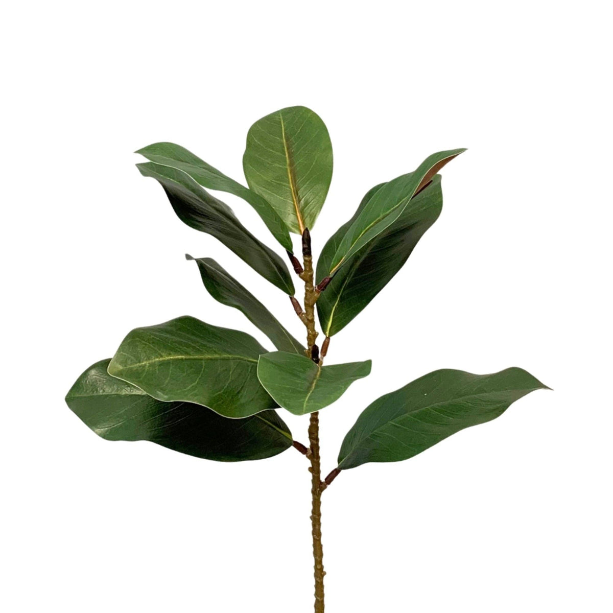 Eastern Green Magnolia Leaf Spray 21.5" - Bria Blair Creative