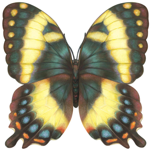 Hester & Cook Die - cut Butterfly Placemat Regular price - Bria Blair Creative