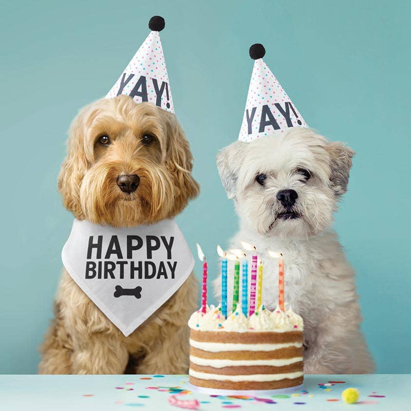 Pet Birthday Book Box - Bria Blair Creative